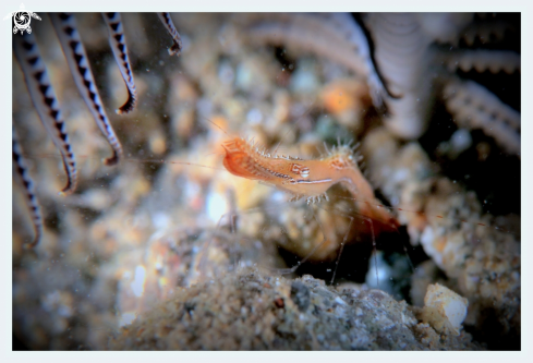 A Leander Plumosus | Donald Duck