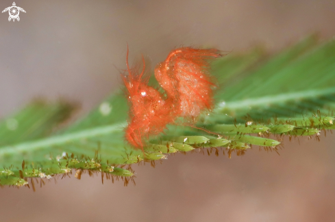 A Hairy Shrimp with eggs