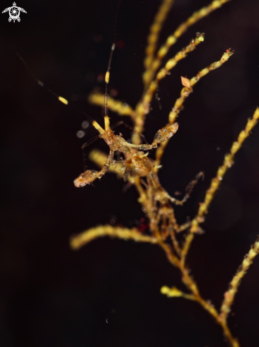 A Skeleton Shrimp