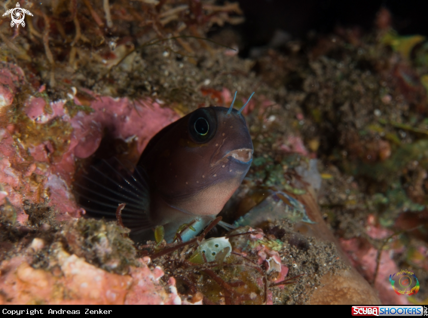 A Lyre-tail combtooth blenny  