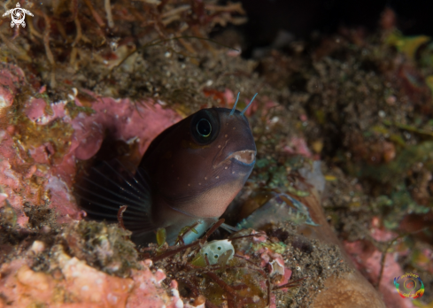 A Ecsenius midas | Lyre-tail combtooth blenny  