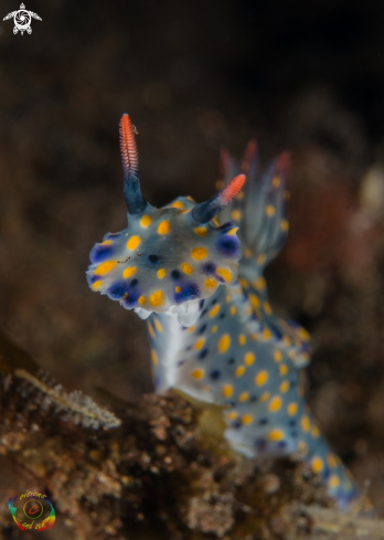 A Hypselodoris kanga | Hypselodoris kanga