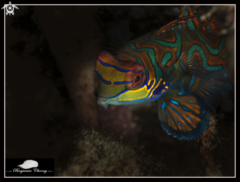 A Mandarinfish