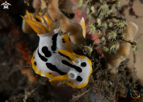 A Goniobranchus michaeli