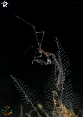 A Skeleton shrimp