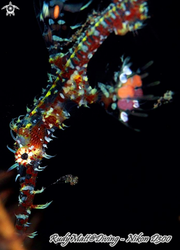 A Harlequin Ghost Pipe Fish