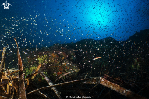 A Ambiente mediterraneo