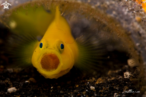 A Goby