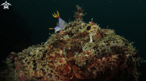 A nudi branch and Stonefish