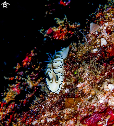 A Glossodoris Nudibranch | Cheesecake Nudibranch