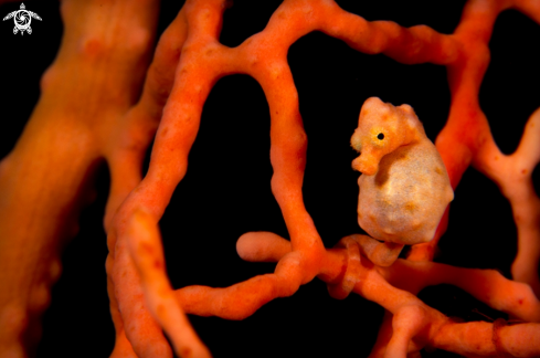 A Denise's Pygmy Seahorse