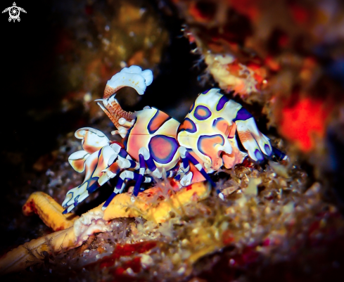 A Hymenocera picta | Harlequin Shrimp