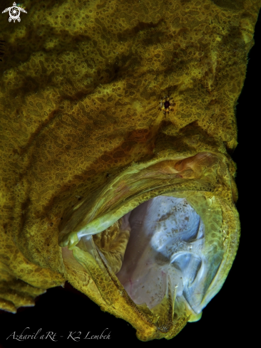 A Commerson's (Giant) Frogfish
