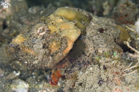 A reef fish