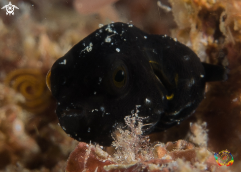 A Baby pufferfish 