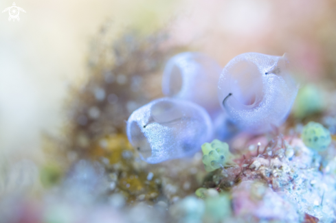 A Tunicate