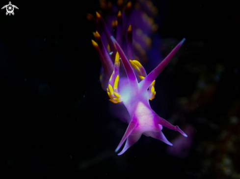 Nudibranch