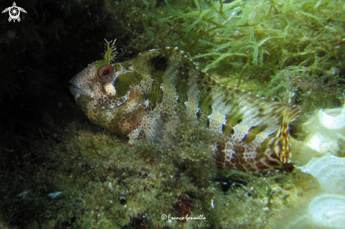 A Blenniidae | Bavosa