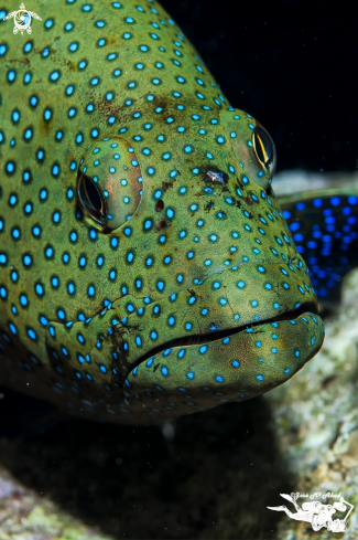 A Cephalopholis miniata | Mero de Coral