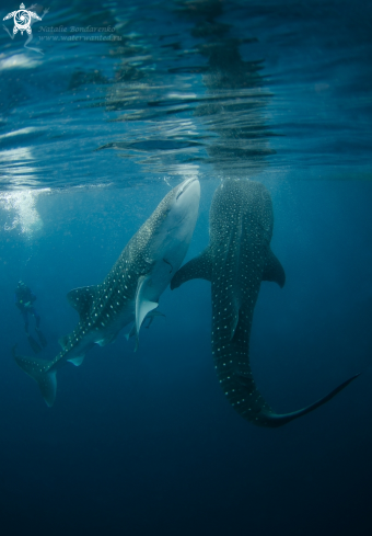 A Whale shark