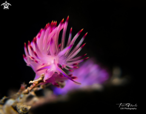 A Nudibranch