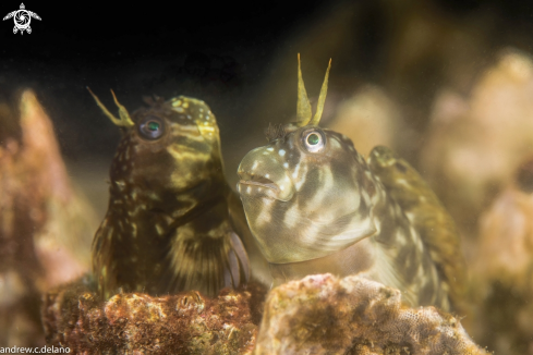 A Blennies