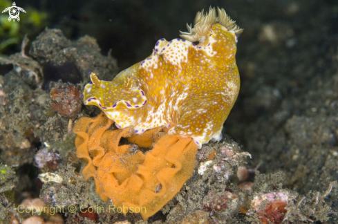 A nudibranch