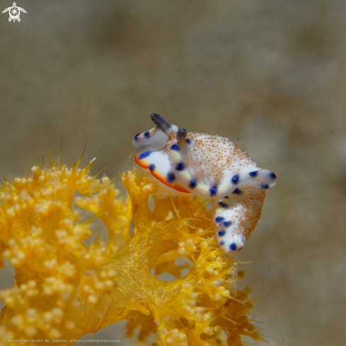 A Nudibranche