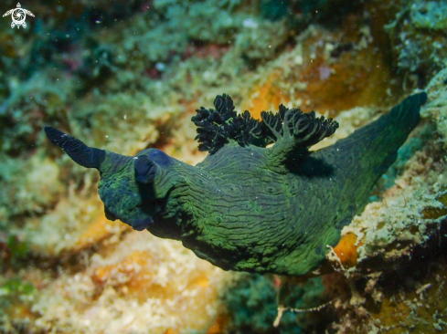 A Nudibranch