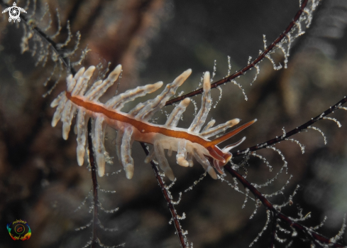 A Eubranchus sp