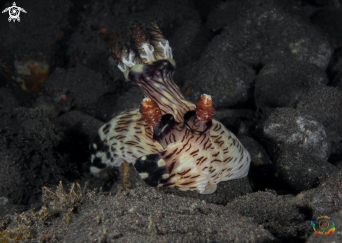 A Jorunna rubescens