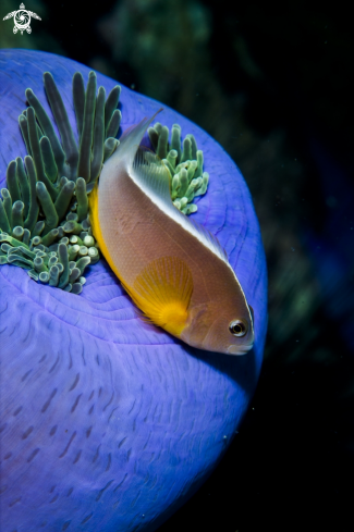 A Anemonenfisch