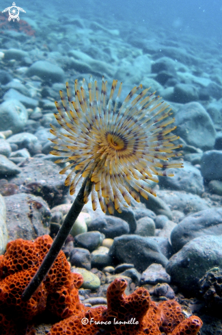 A Sabella spallanzanii | Spirografo 