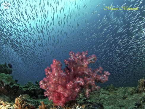 A Soft coral and silverfish