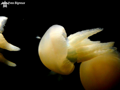 A Aurelia Aurita | Moon Jelly Fish 