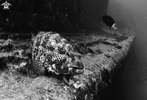 A Epinephelinae | Honeycomb Grouper