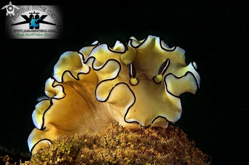 A Glossodoris atromarginata | Nudibranch