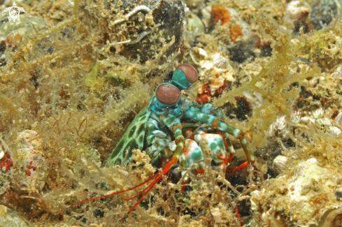 A Mantis shrimp