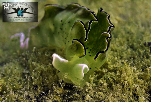 A  Elysia sp. | sea slug