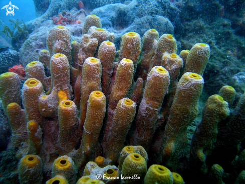 A Sponge Porifera