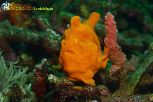 A Frogfish