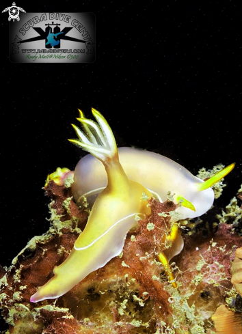 A Nudibranch