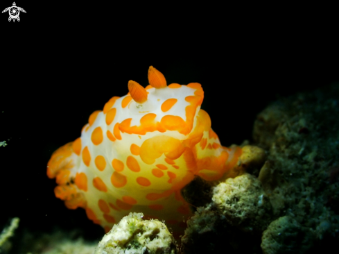 A Nudibranch