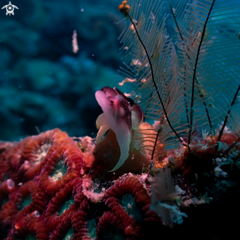 A Nudibranch