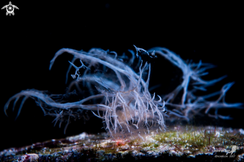 A Melibe Colemani | Ghost Nudi