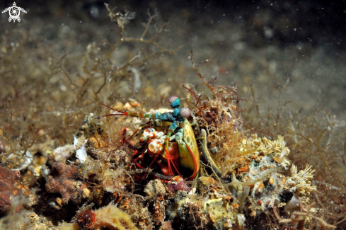 A Mantis shrimp