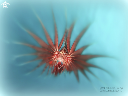 A Lionfish