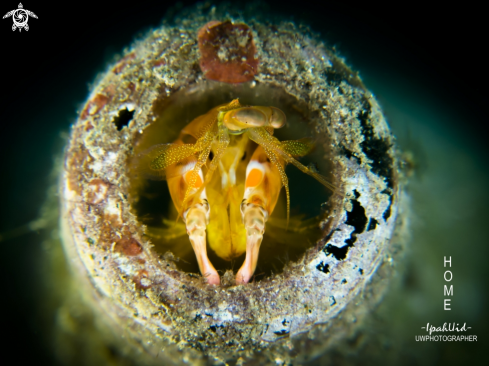 A Mantis Shrimp