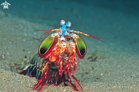 A Mantis shrimp