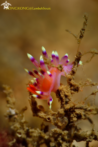 A Nudibranch